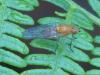 Dryomyza flaveola